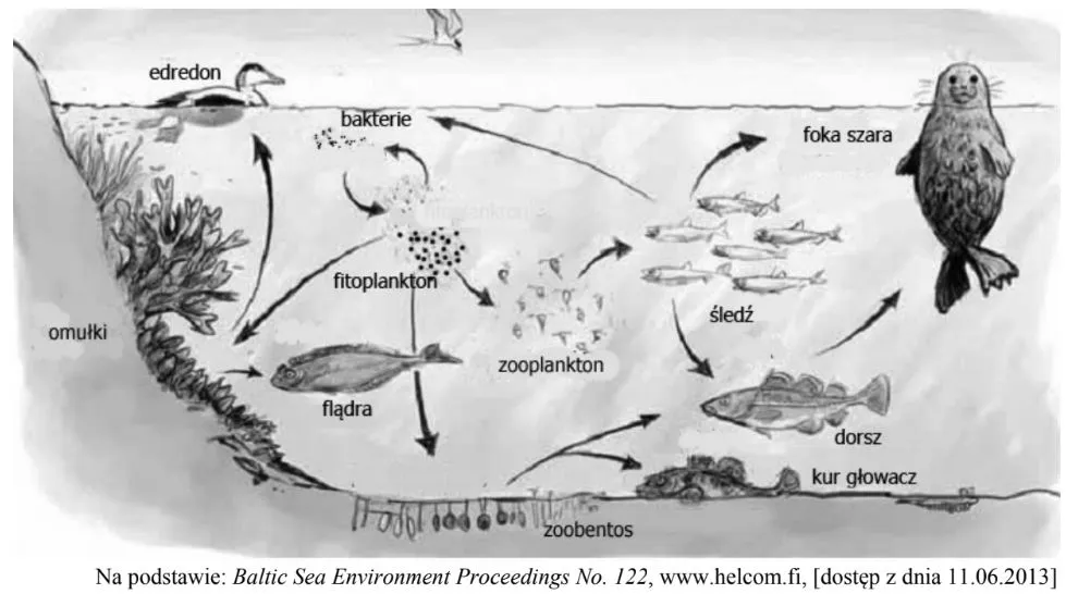 łańcuch pokarmowy Bałtyku protisty