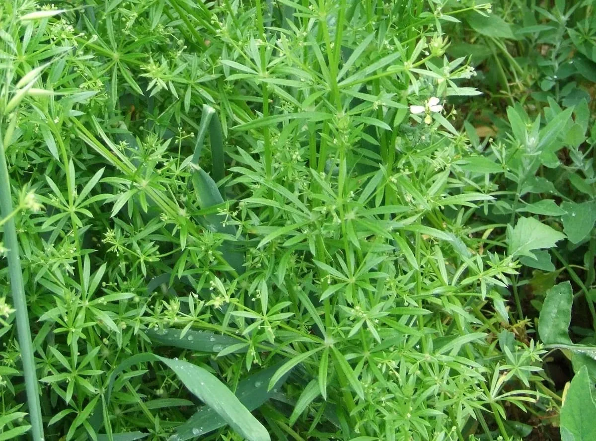 skuteczne zwalczanie chwast&oacute;w świrzepa