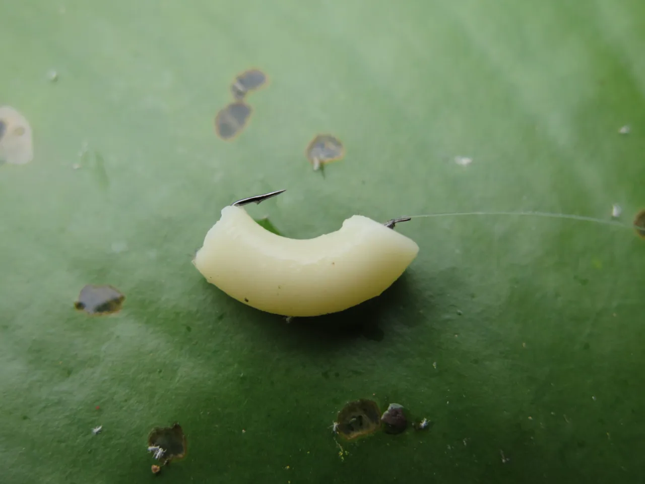 Wędkarz trzymający rybę z makaronem na haczyku