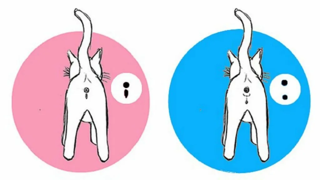 r&oacute;żnice w budowie anatomicznej kotki i kocura schemat