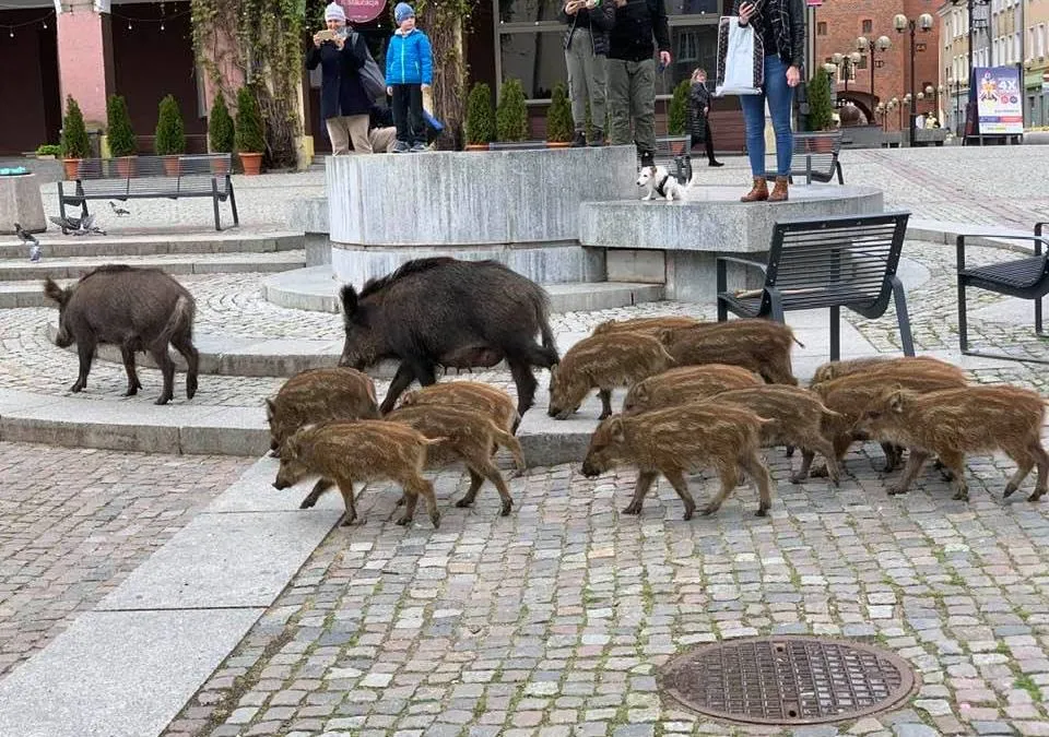 dzik w mieście spotkanie