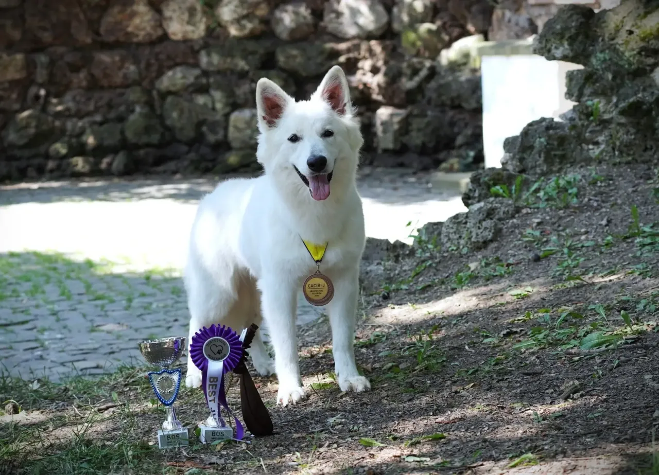 Socjalizacja szczeniaka Białego Owczarka Szwajcarskiego