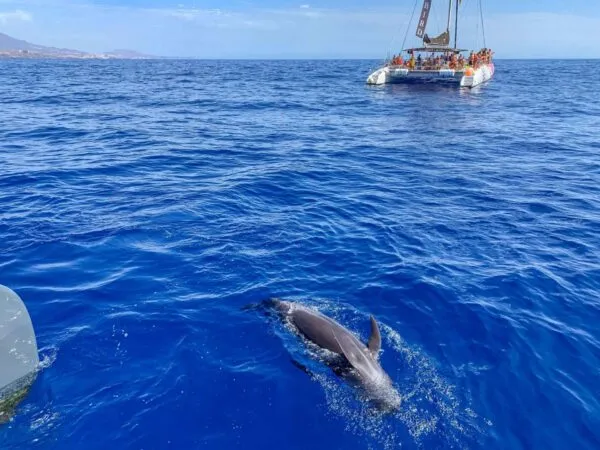 rejs obserwacja delfin&oacute;w Teneryfa