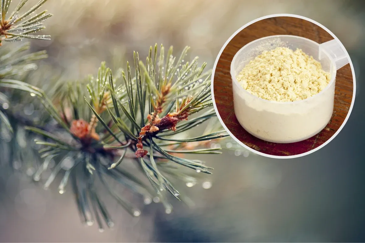 Osoby z alergią na pyłek sosnowy