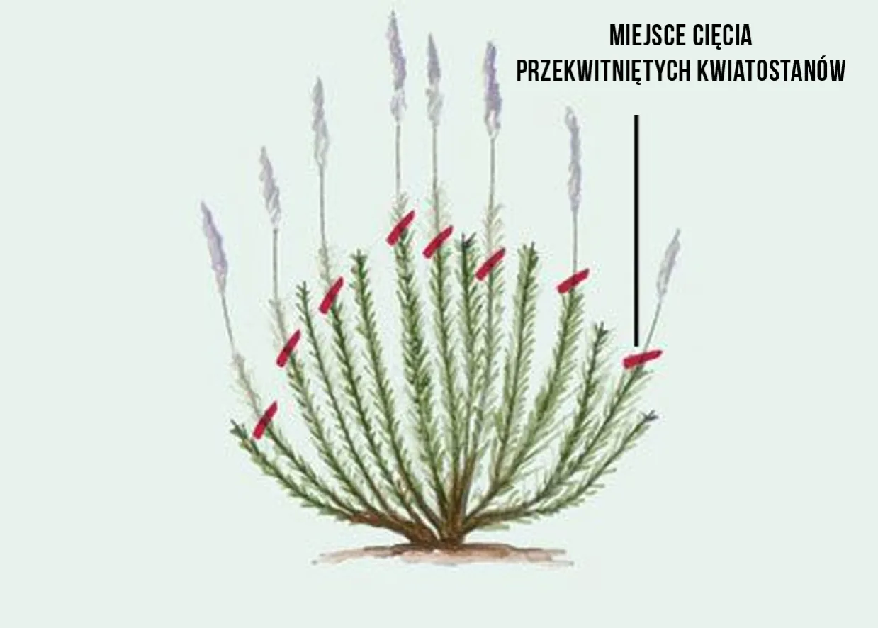 przycinanie lawendy schemat