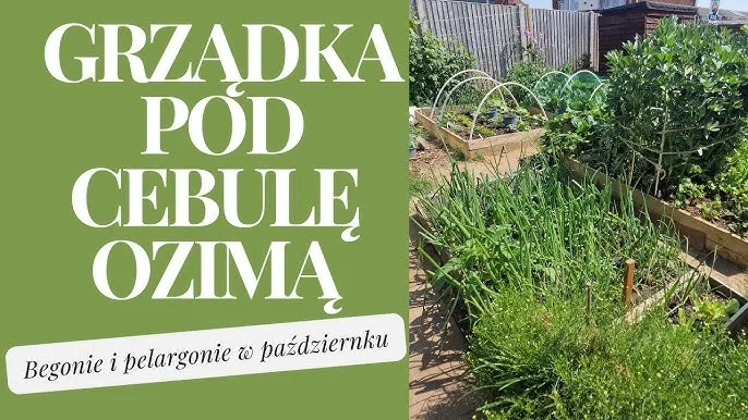 przygotowanie grządki pod cebulę