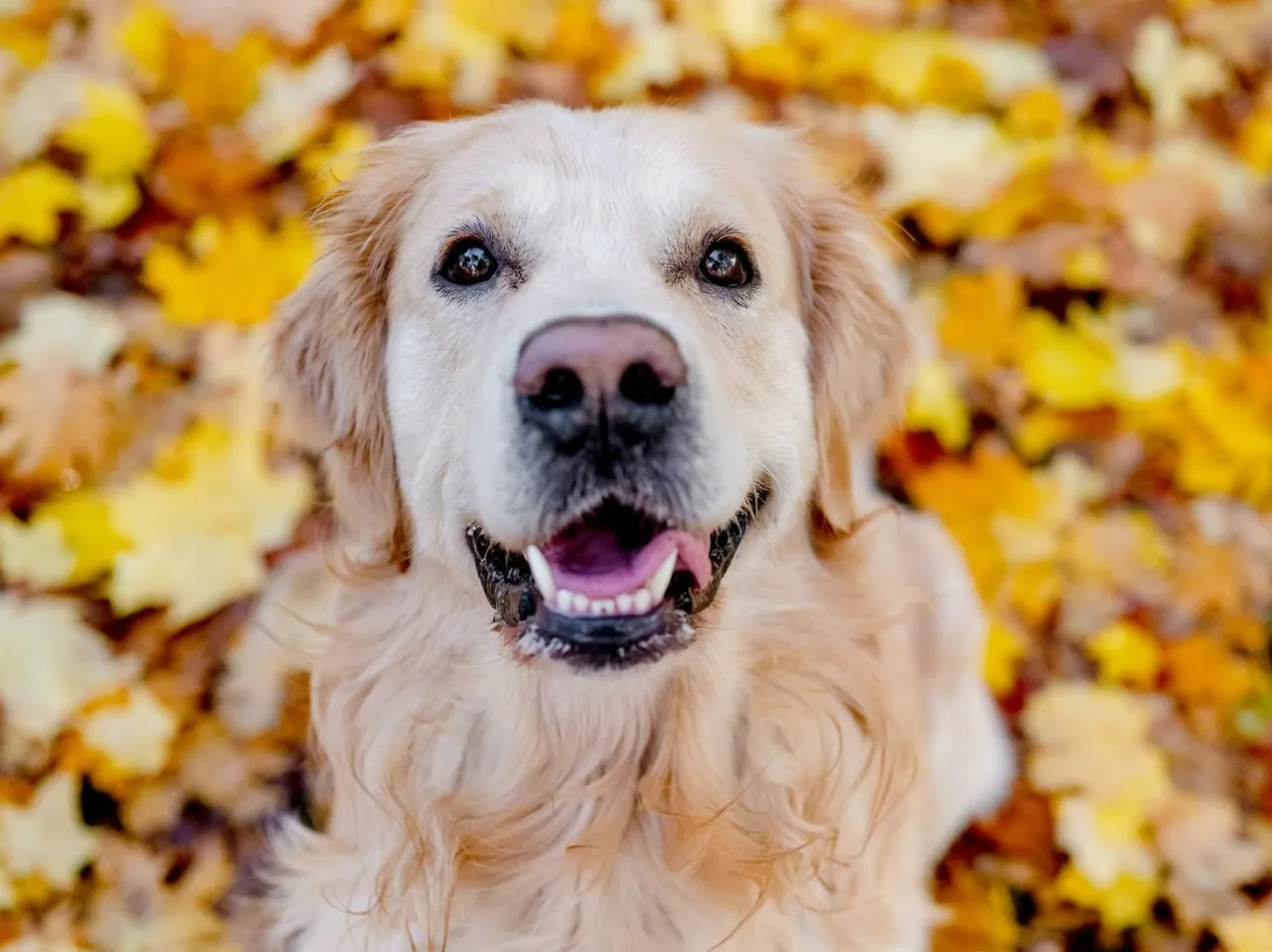 Pies z włosem i pies z sierścią porównanie