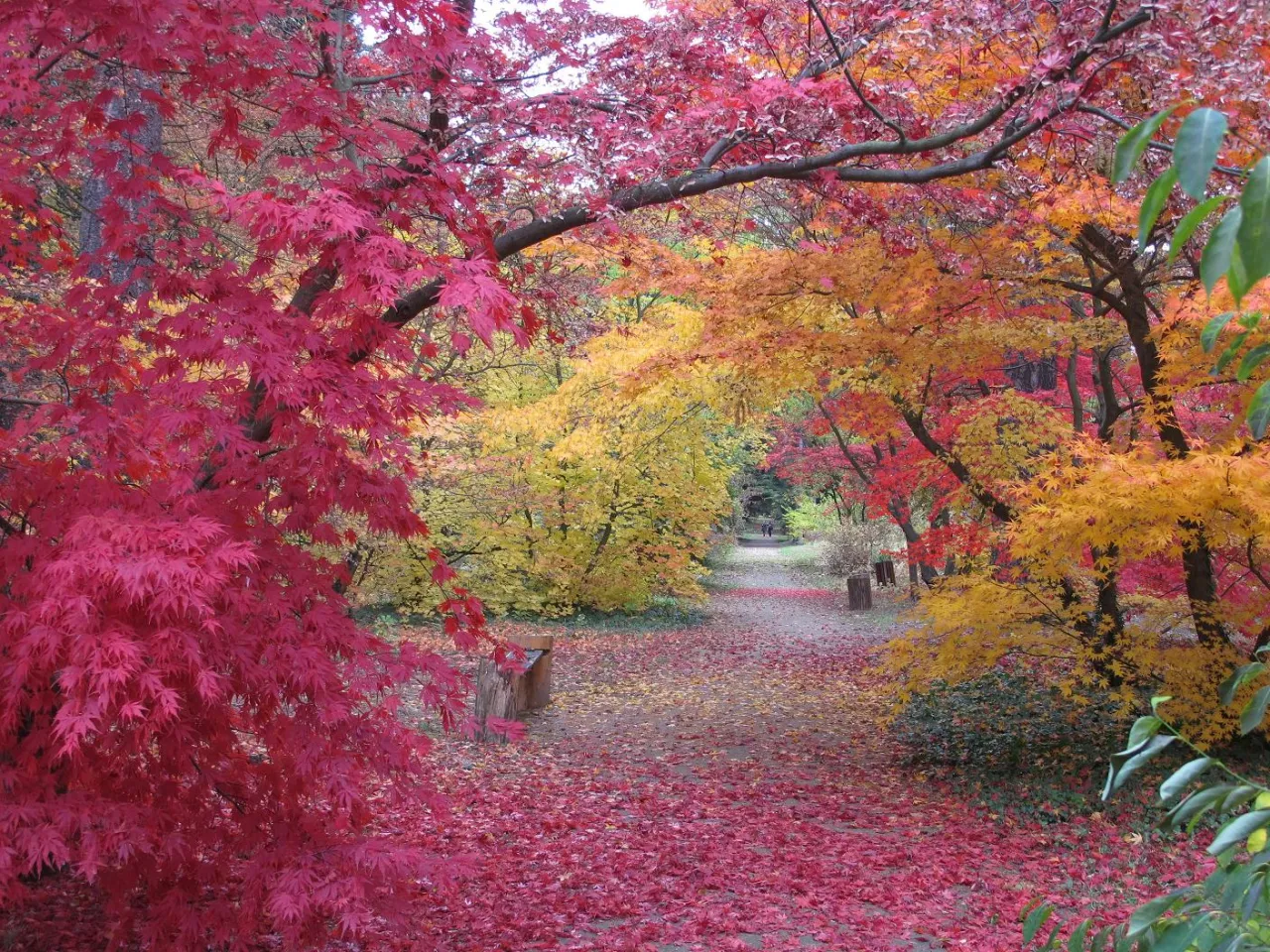 Arboretum Rog&oacute;w jesień klony kolorowe liście