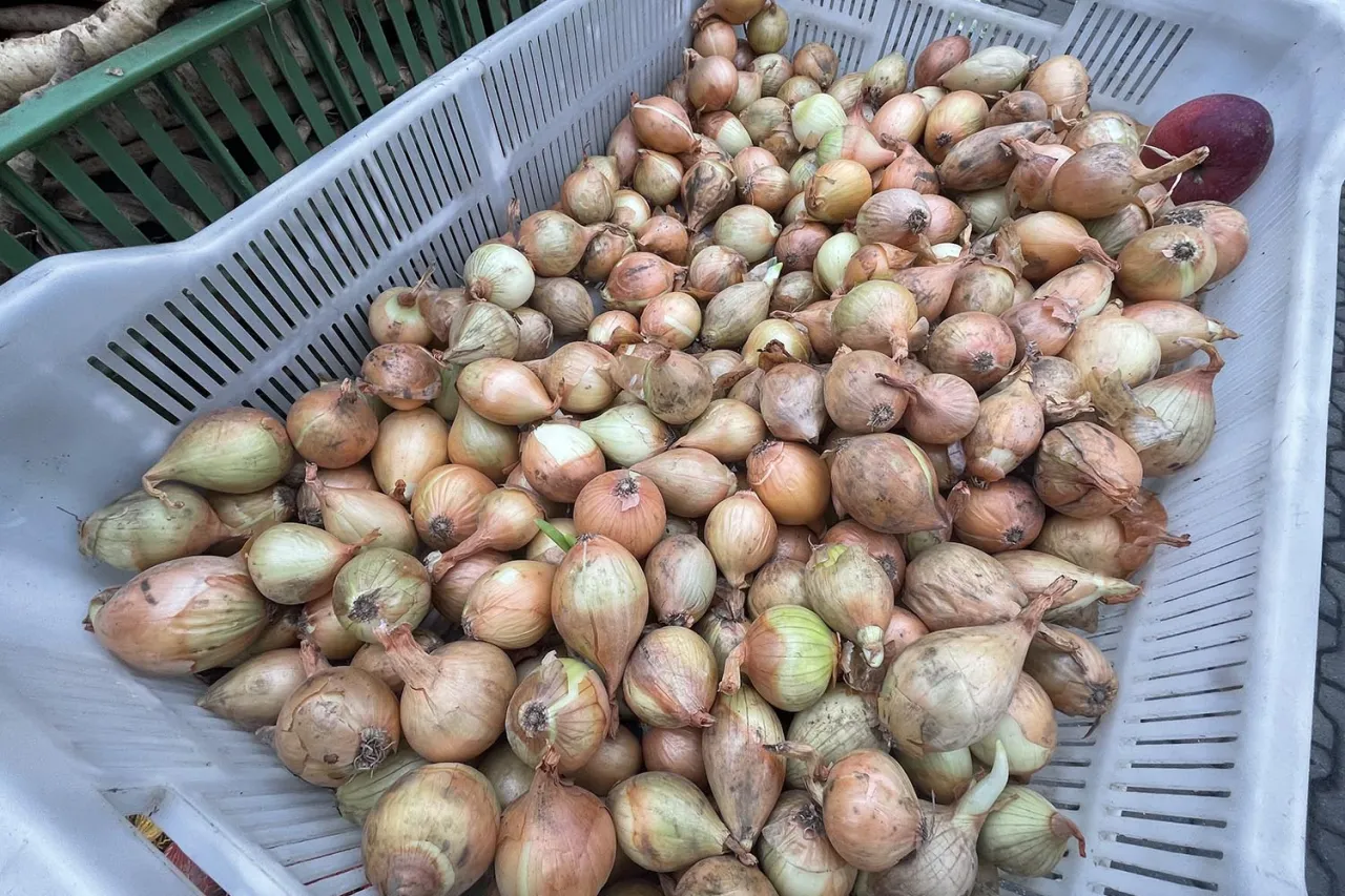 Duży pojemnik wypełniony po brzegi cebulami, gotowymi do przechowywania. Widać r&oacute;żne odcienie ż&oacute;łci, brązu i zieleni.