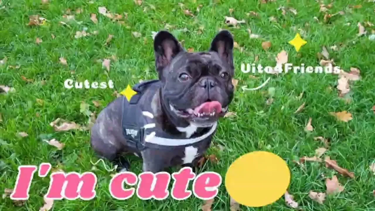 Pielęgnacja buldoga francuskiego szczotkowanie