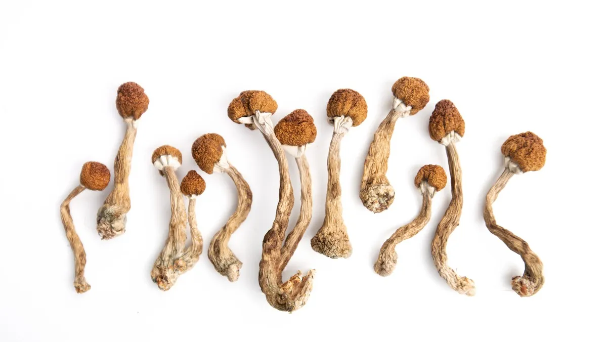 Rodzaje grzyb&oacute;w psylocybinowych