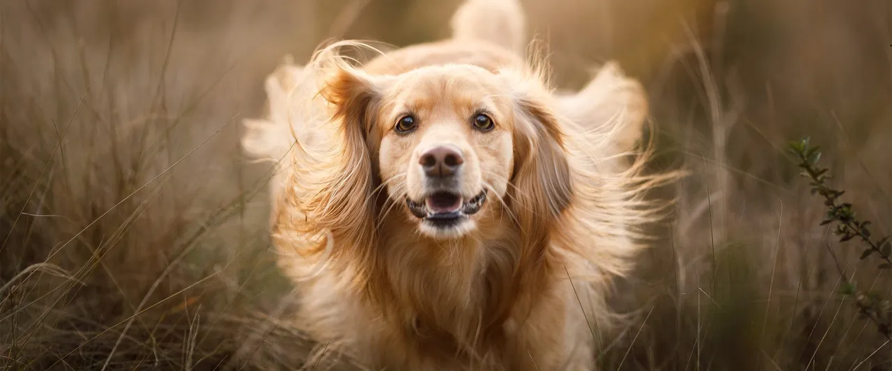 rasy psów z włosem