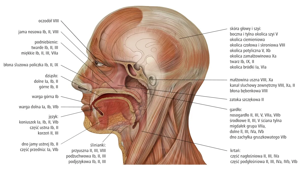anatomia węzłów chłonnych szyi