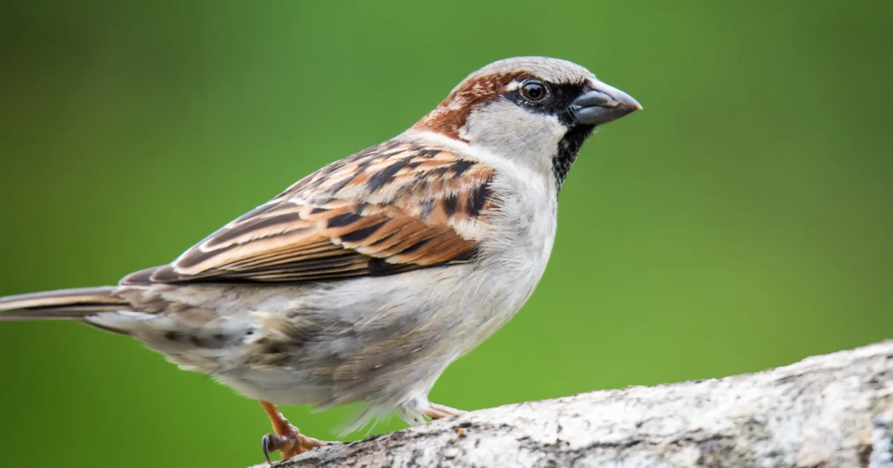 wróbel domowy w mieście, spadek populacji wróbli