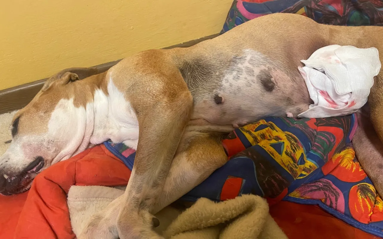 Pies z opatrunkiem po operacji