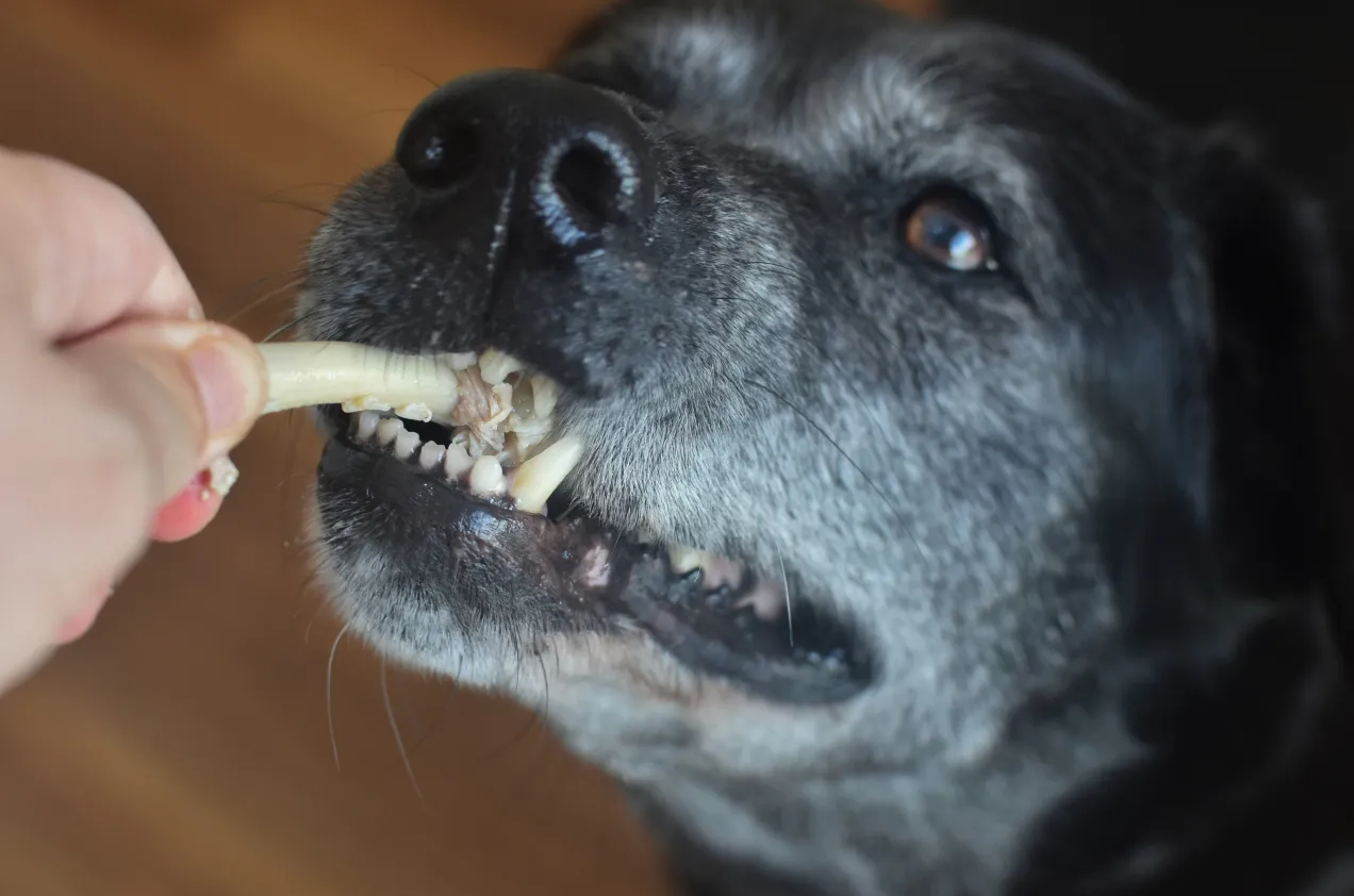 gotowane kości kurczaka vs surowe kości dla psa
