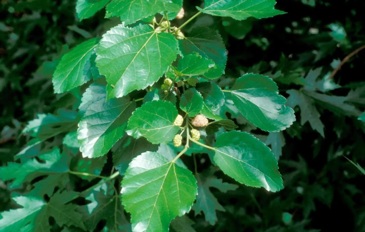 Gałązka morwy białej z zielonymi liśćmi i niedojrzałymi owocami. Warto wiedzieć, kiedy zbierać liście morwy białej, by wykorzystać ich właściwości.