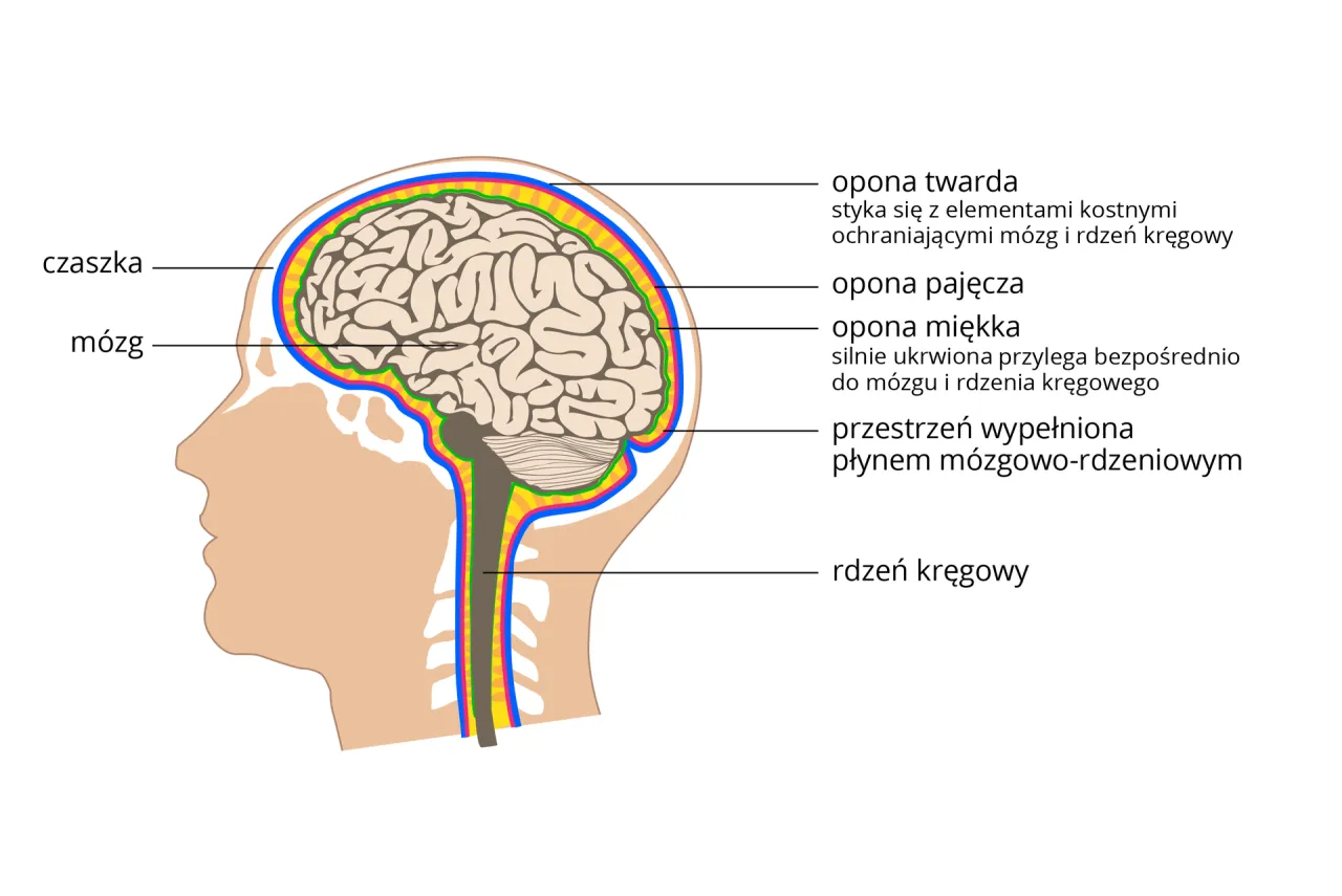 Mózg człowieka schemat