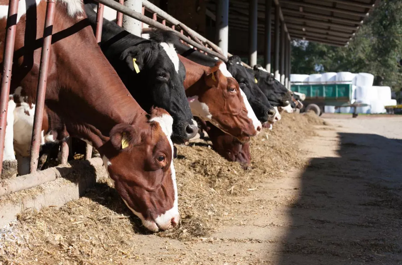 Bydło opasowe zajada się obfitym owsem w oborze.