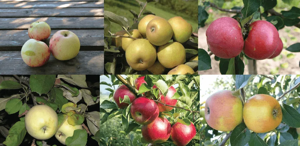 r&oacute;żne odmiany jabłek w Polsce kalendarz dojrzewania