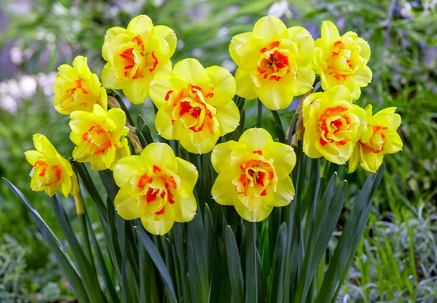 R&oacute;żne odmiany żonkili kwitnących w ogrodzie