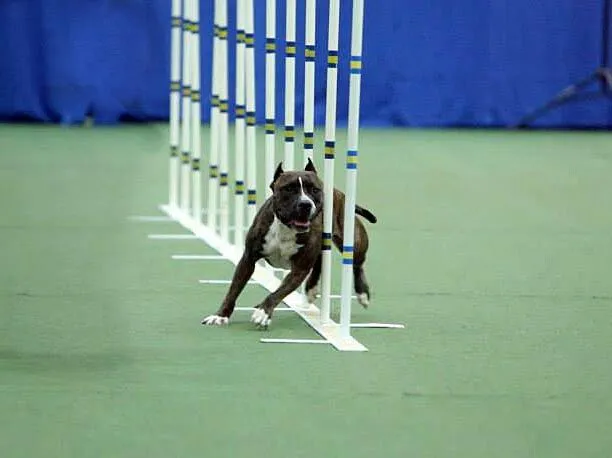 amstaff agility zabawa