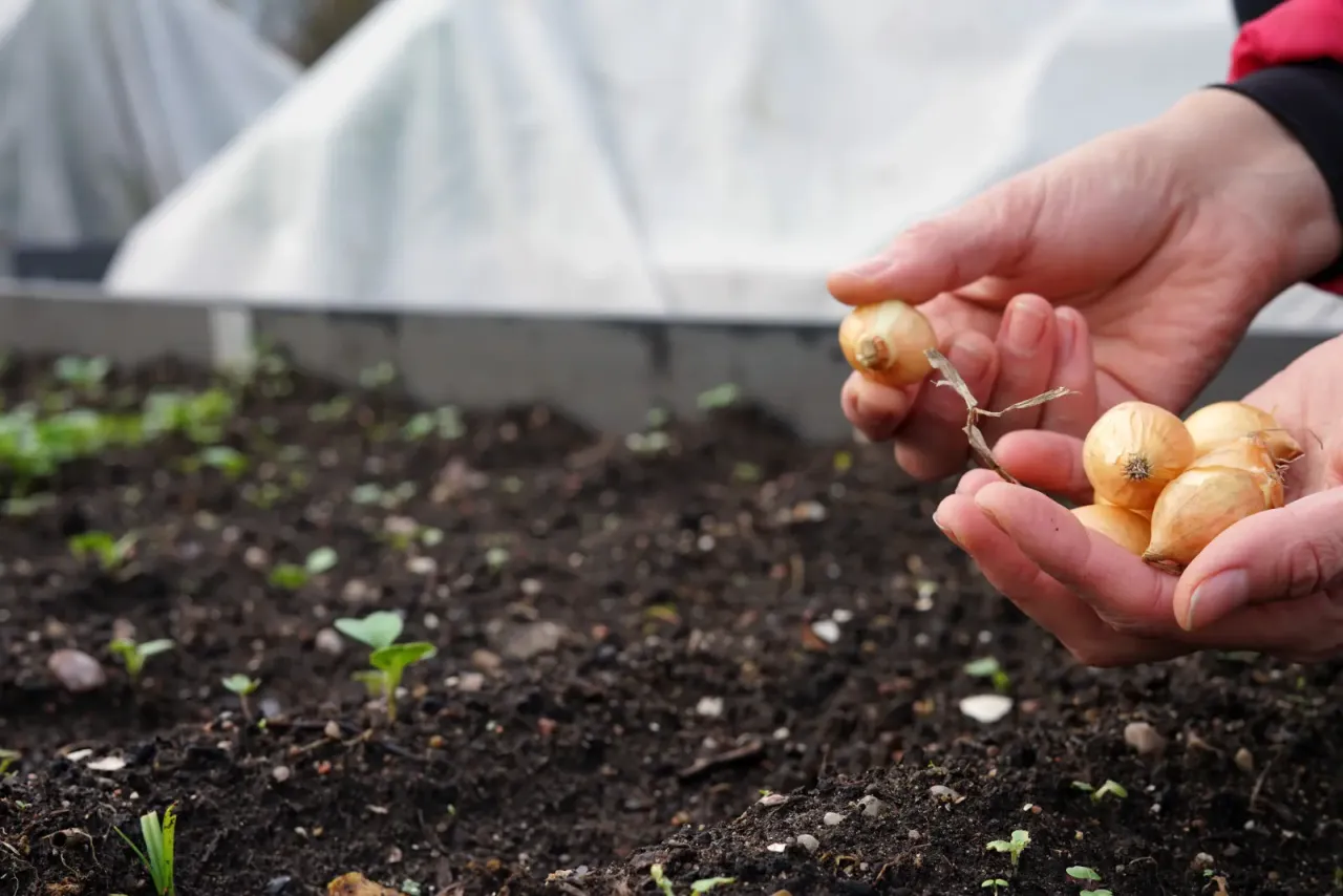 przygotowanie gleby pod cebulę dymkę