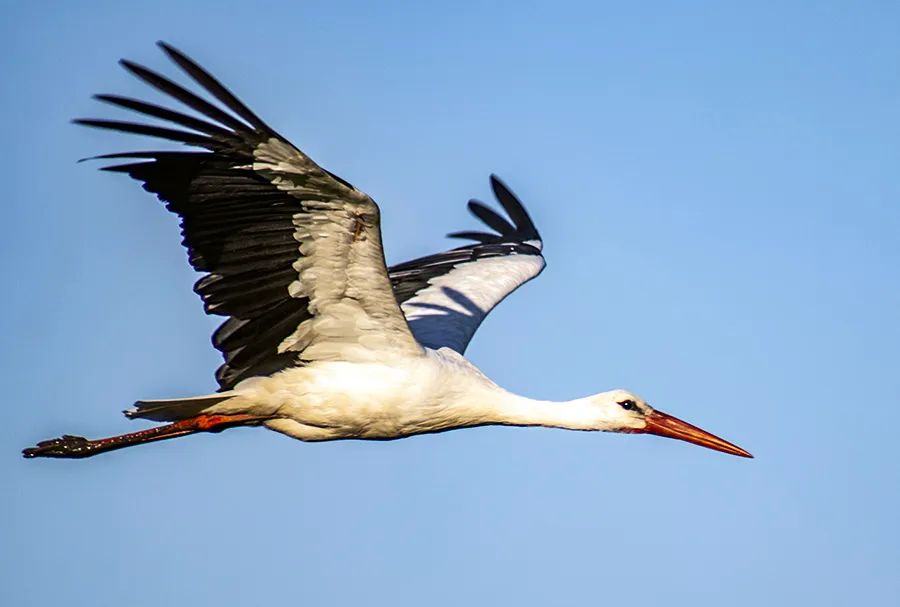 bocian biały w locie