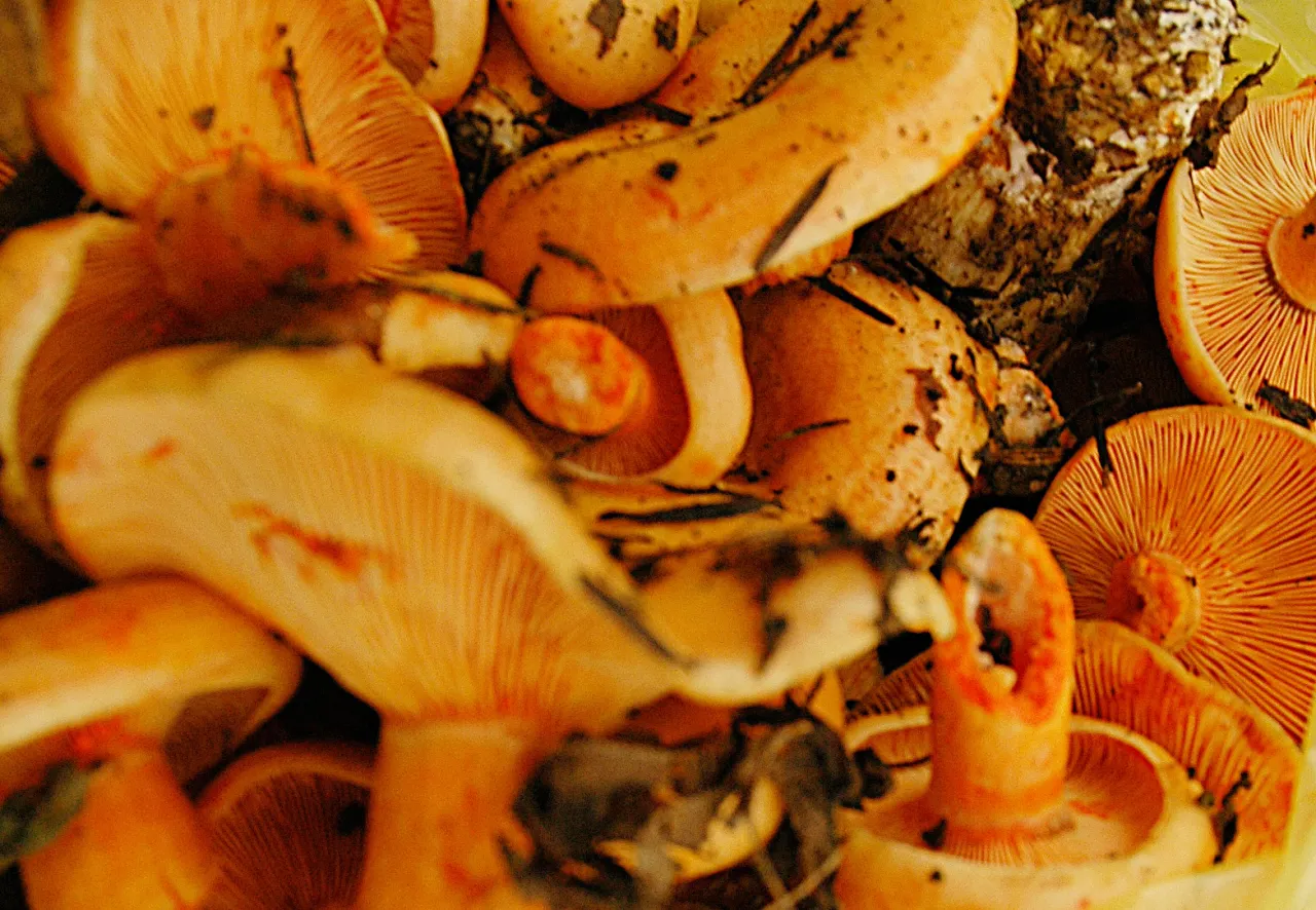 Bieszczady jesienią rydze