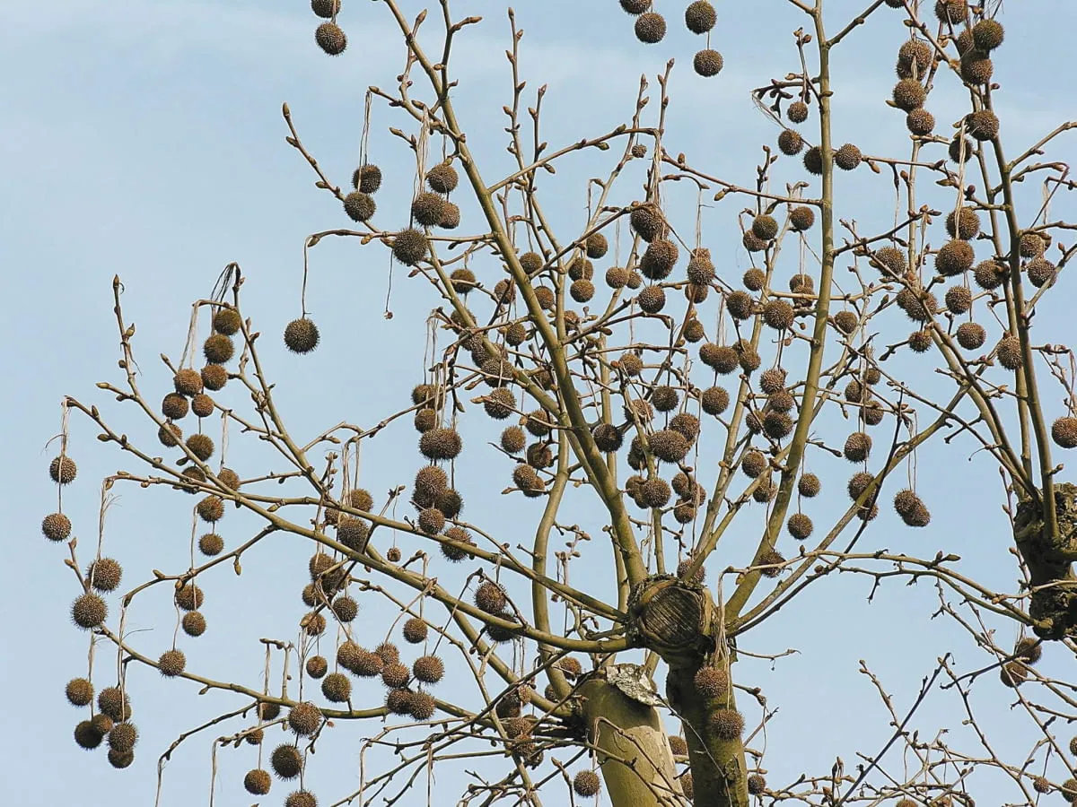 owocostany platana zimą
