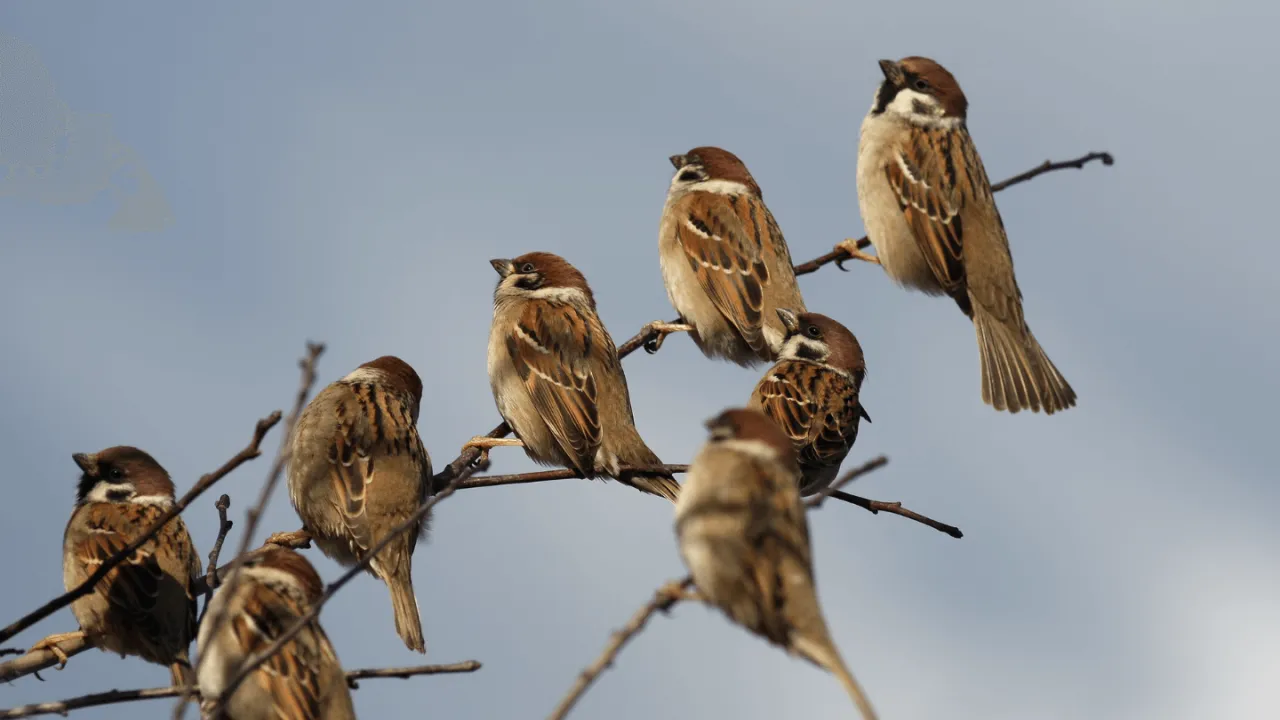 Wr&oacute;ble nocujące w grupie