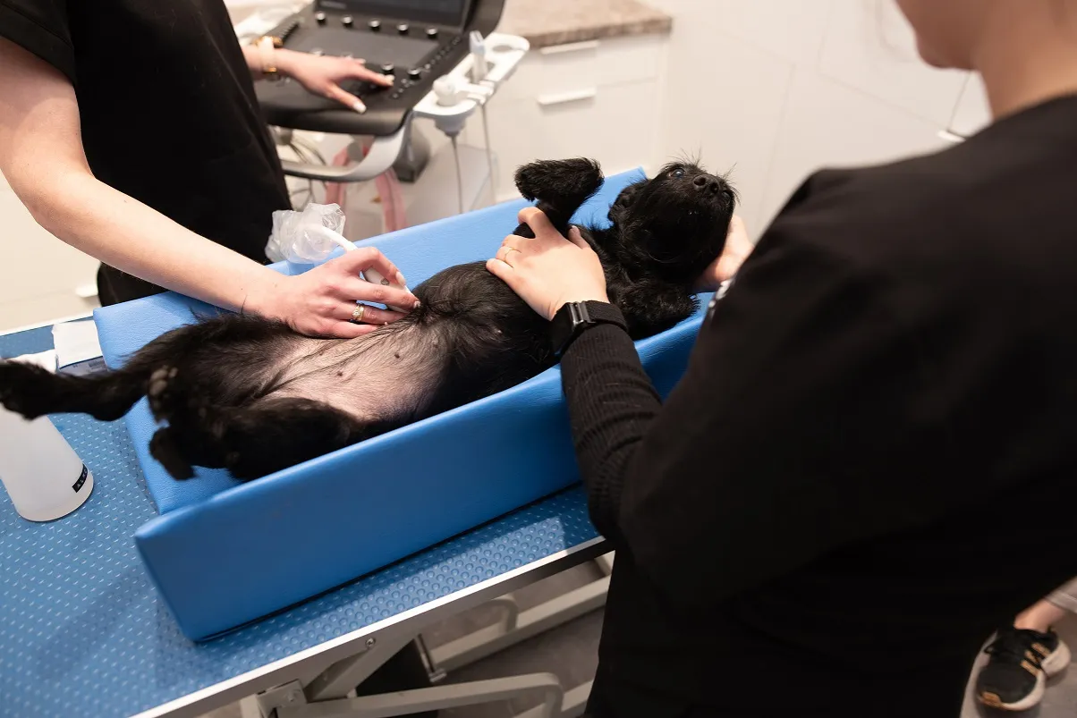 Weterynarz bada sukę na stole