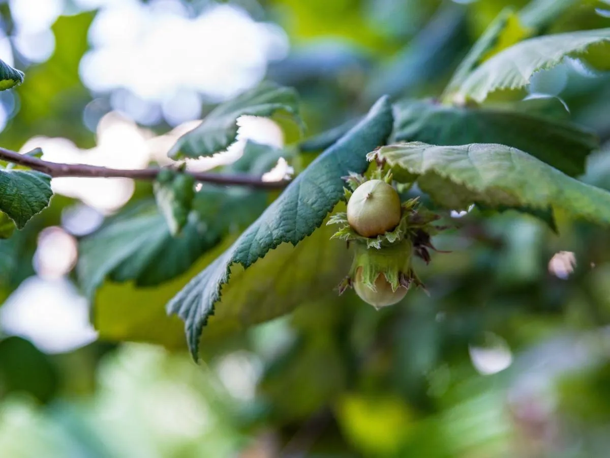 przycinanie młodej leszczyny