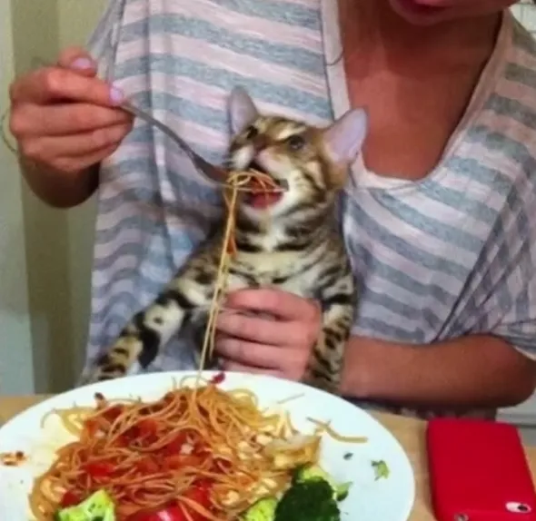 ciekawy kot patrzący na talerz spaghetti