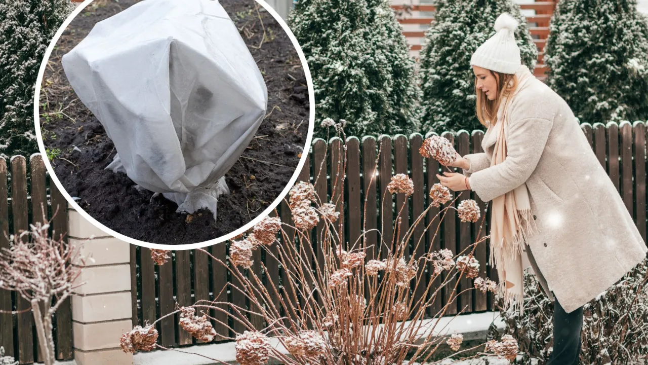 jak okryć hortensję ogrodową agrowł&oacute;kniną