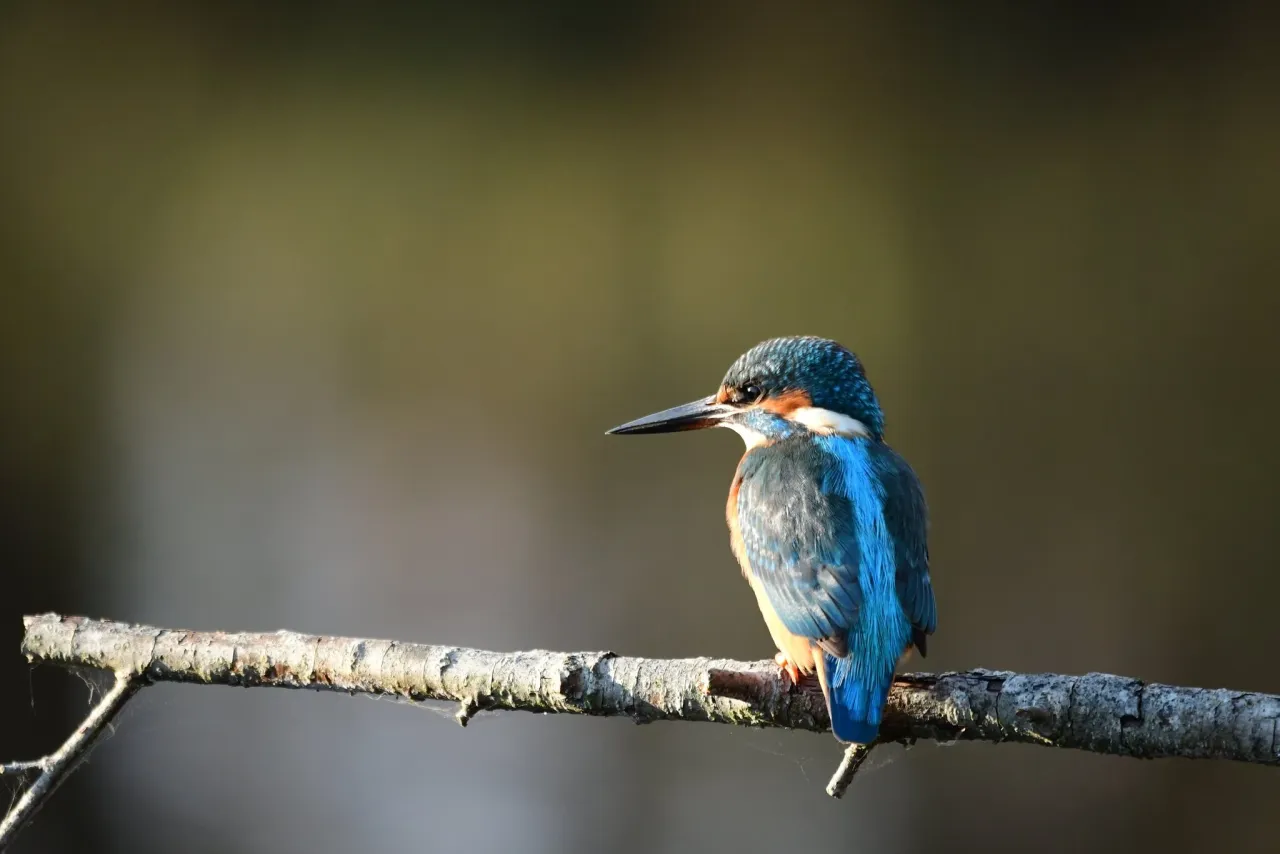 Kolorowy zimorodek siedzi na gałęzi, zastanawiając się, czy zimorodek odlatuje na zimę.