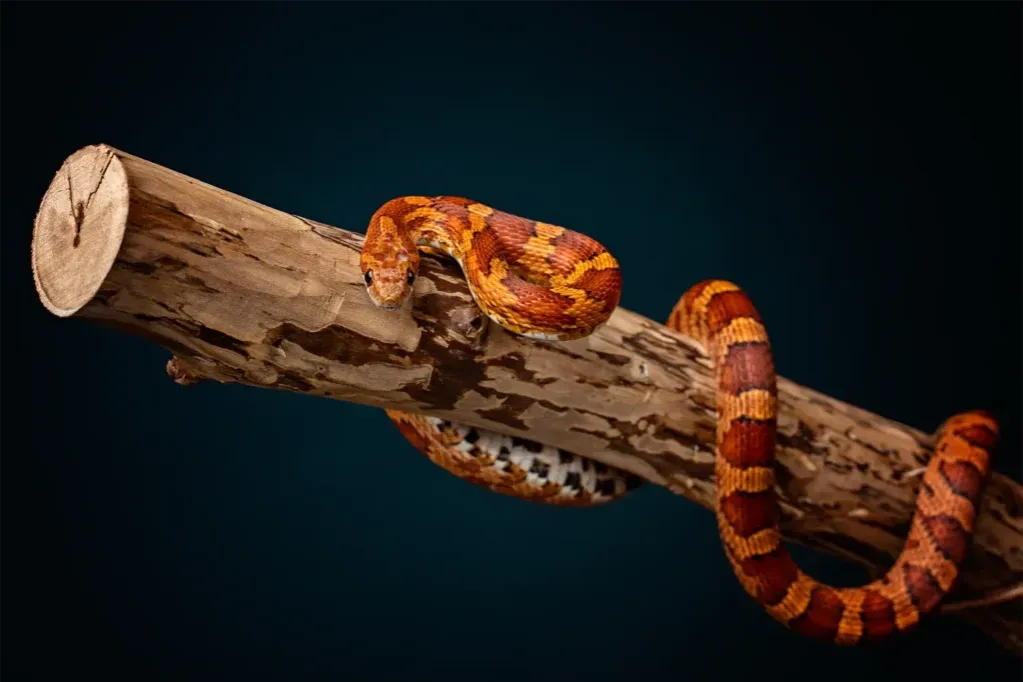 Młody wąż zbożowy i dorosły wąż zbożowy porównanie