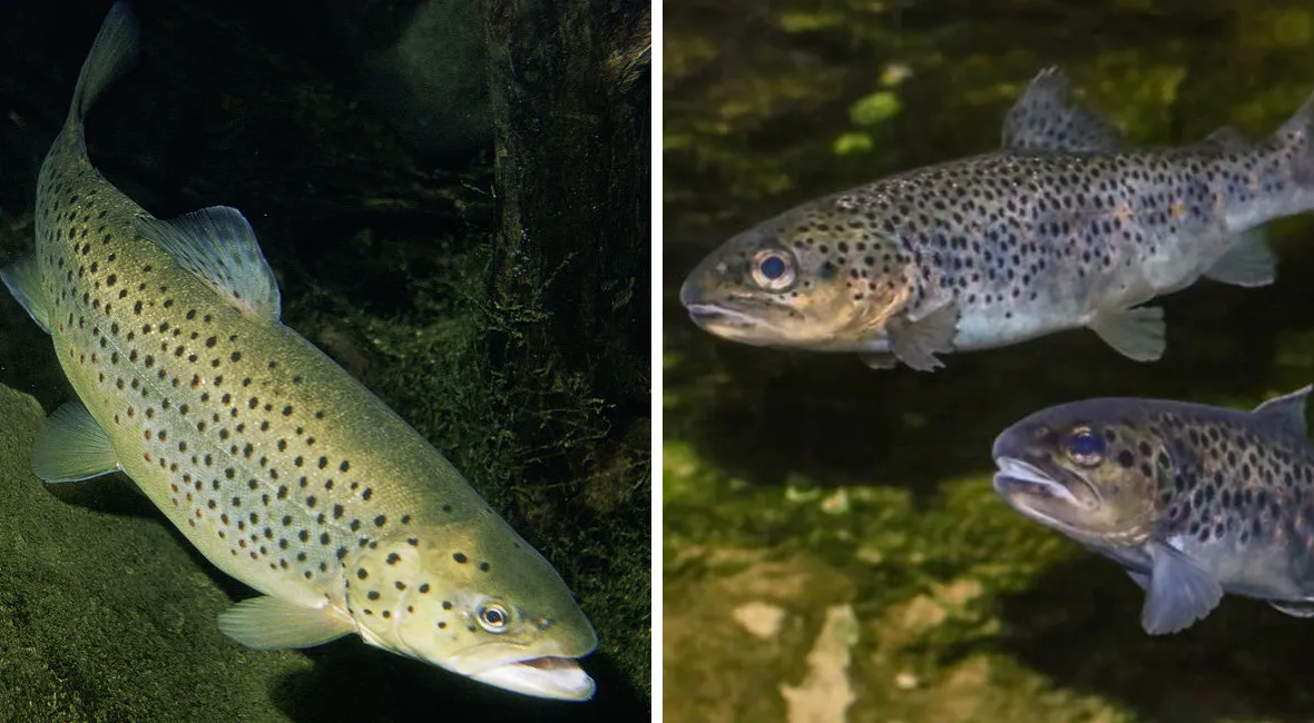 r&oacute;żne gatunki ryb w Polsce karp szczupak pstrąg