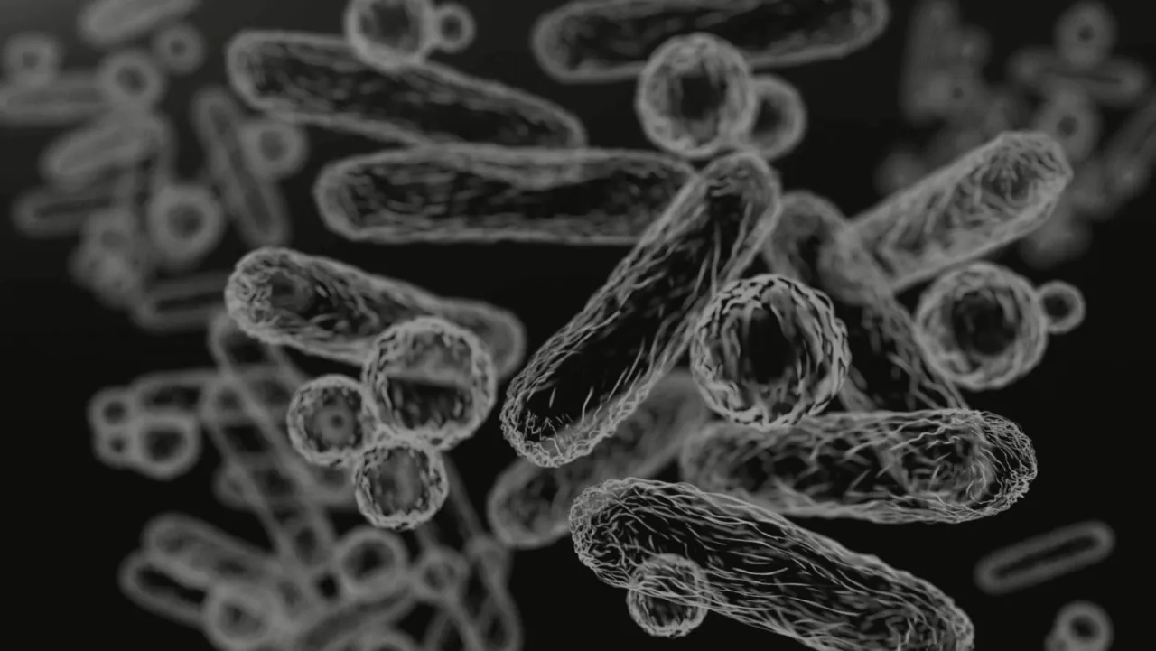 Helicobacter pylori pod mikroskopem