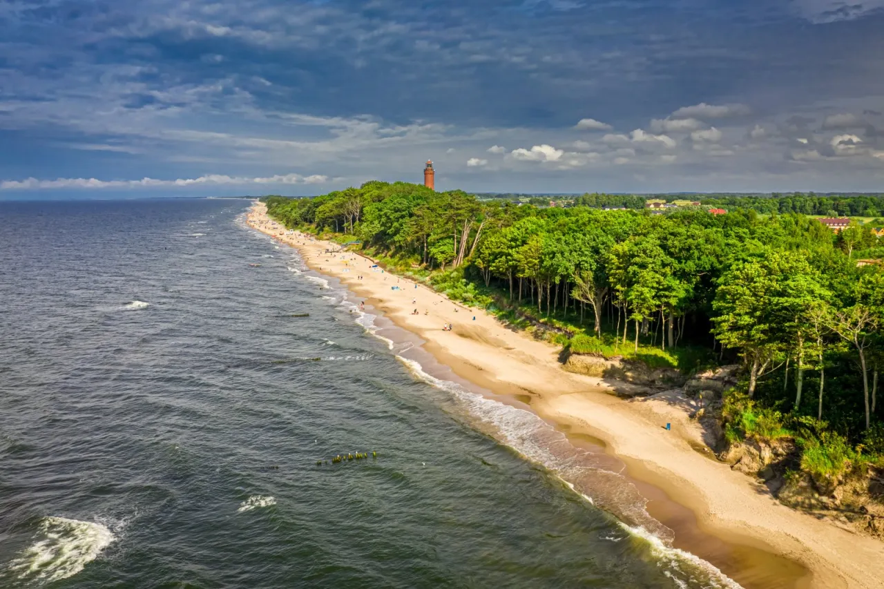 Flora i fauna Morza Bałtyckiego adaptacje do niskiego zasolenia
