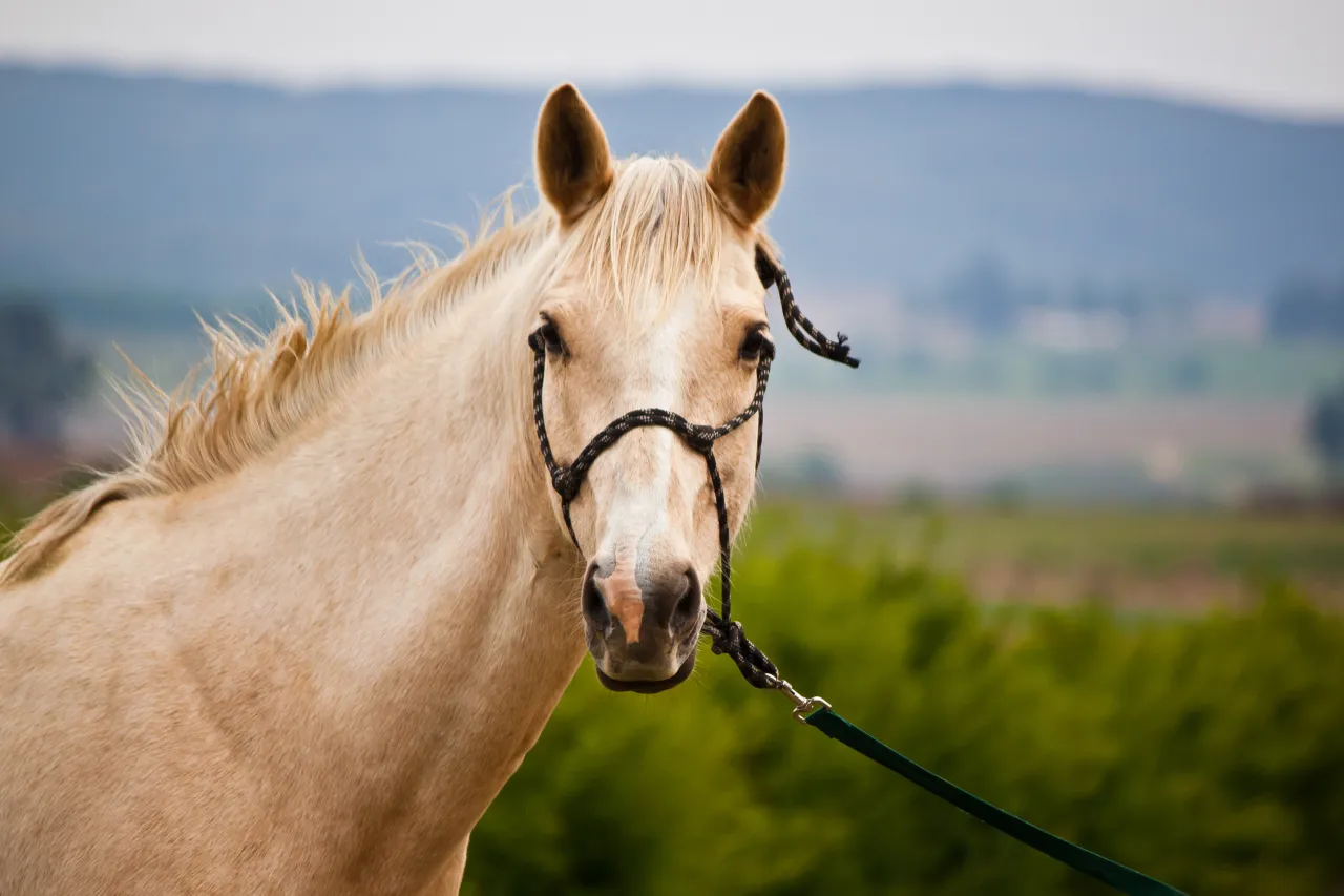 Koń w dobrze dopasowanym kantarze sznurkowym