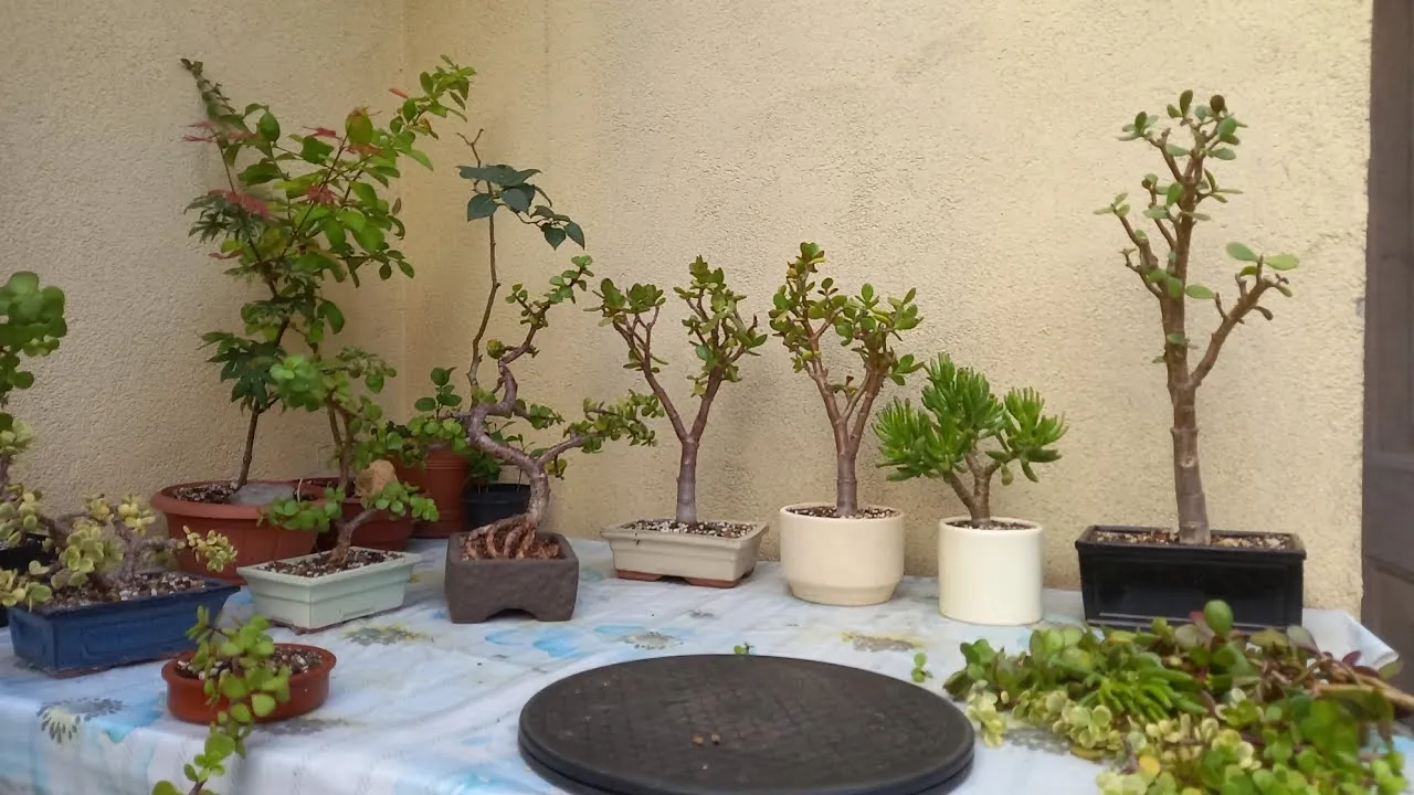 Grubosz bonsai różne kształty