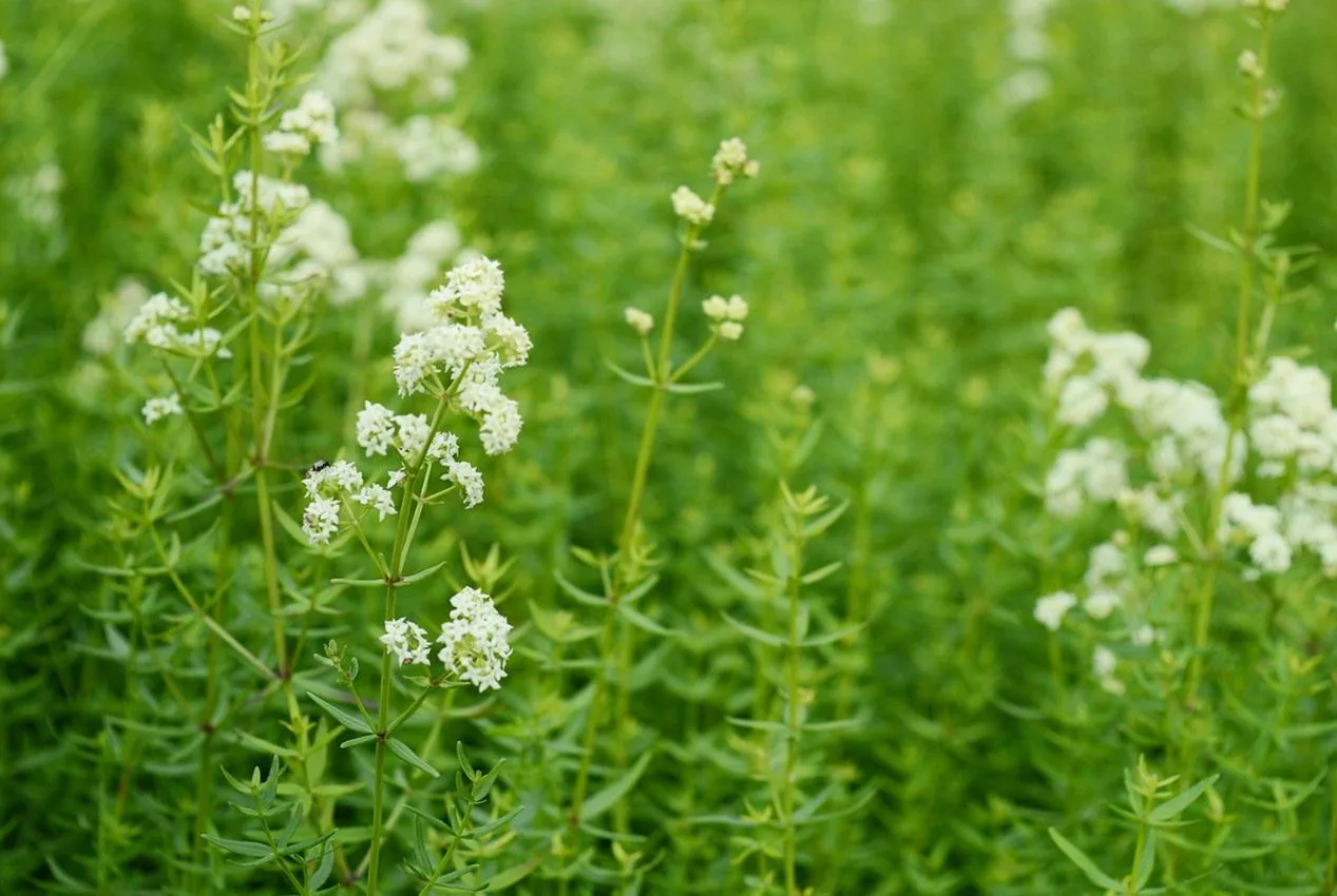 Przytulia czepna roślina i owoce