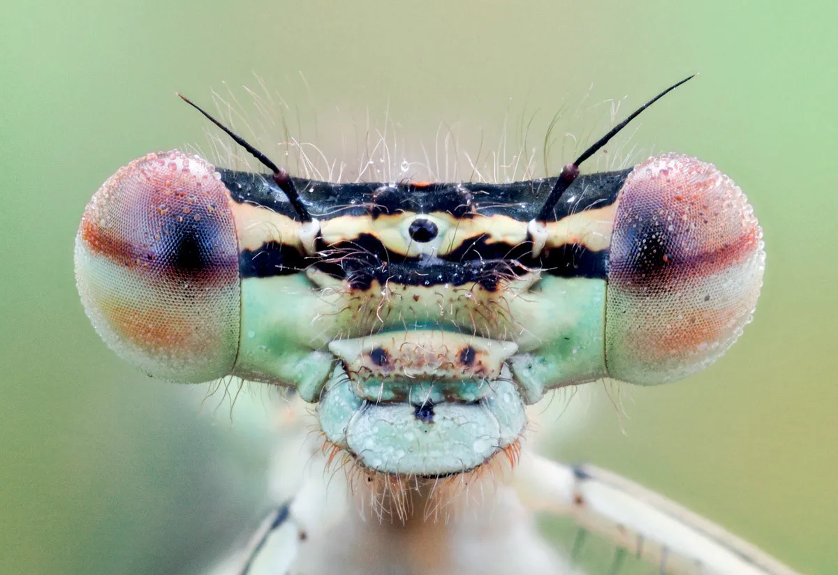 obiektyw makro fotografia owad&oacute;w