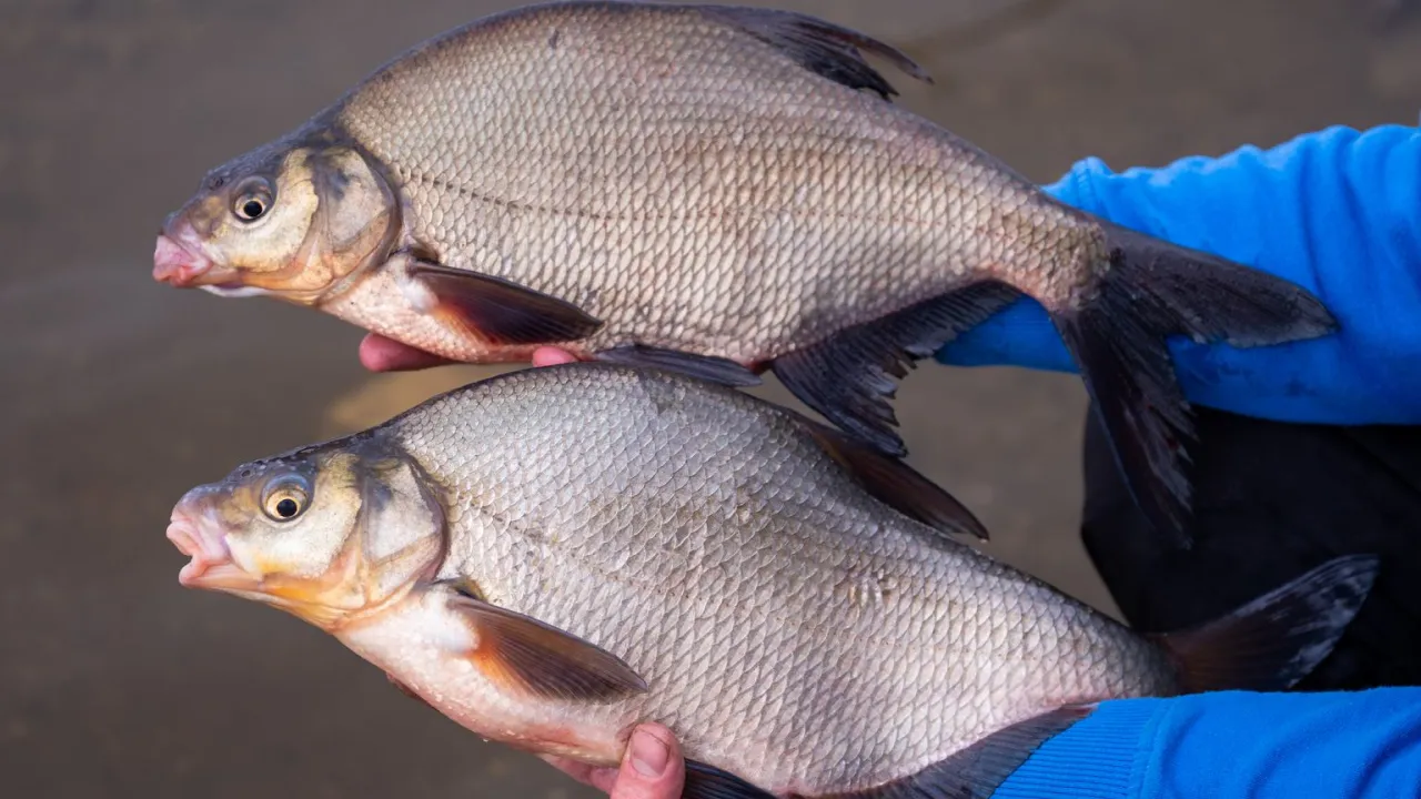 Dwa leszcze trzymane w rękach. Idealne na obiad, a do ich złowienia przyda się sprawdzony zanęta na leszcza przepis.