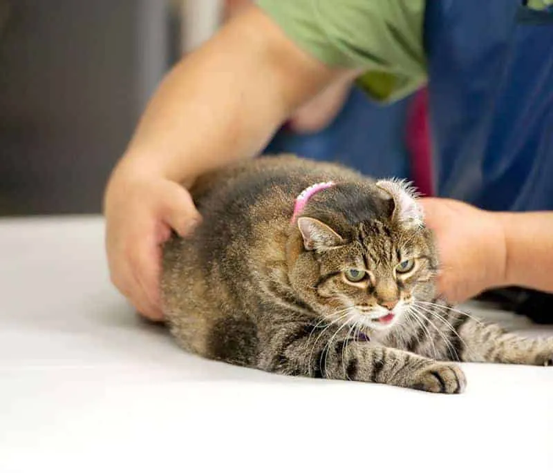 kot z objawami choroby, kardiomiopatia rozstrzeniowa u kota, degeneracja siatk&oacute;wki u kota