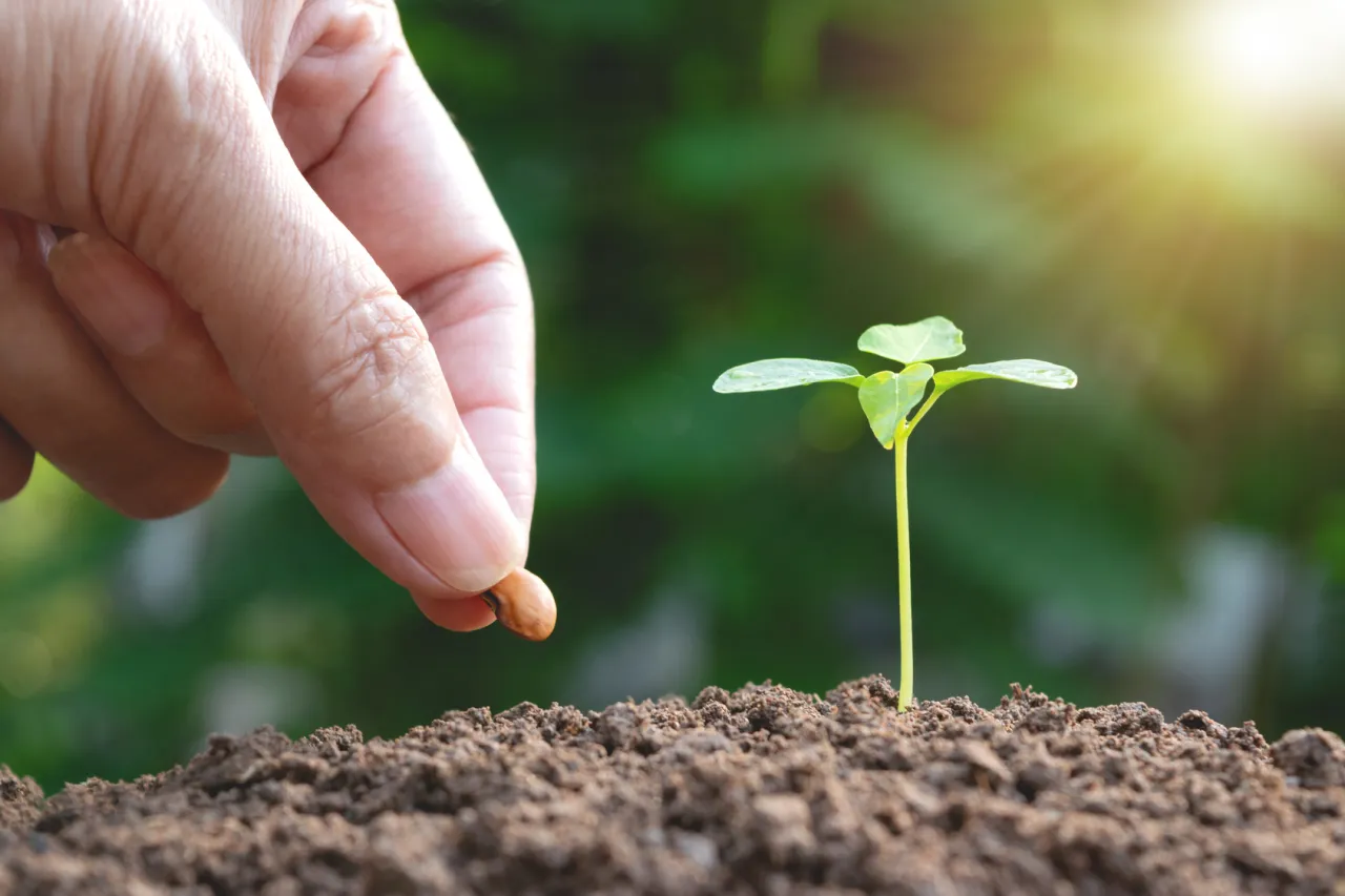 siew warzyw kwiecień