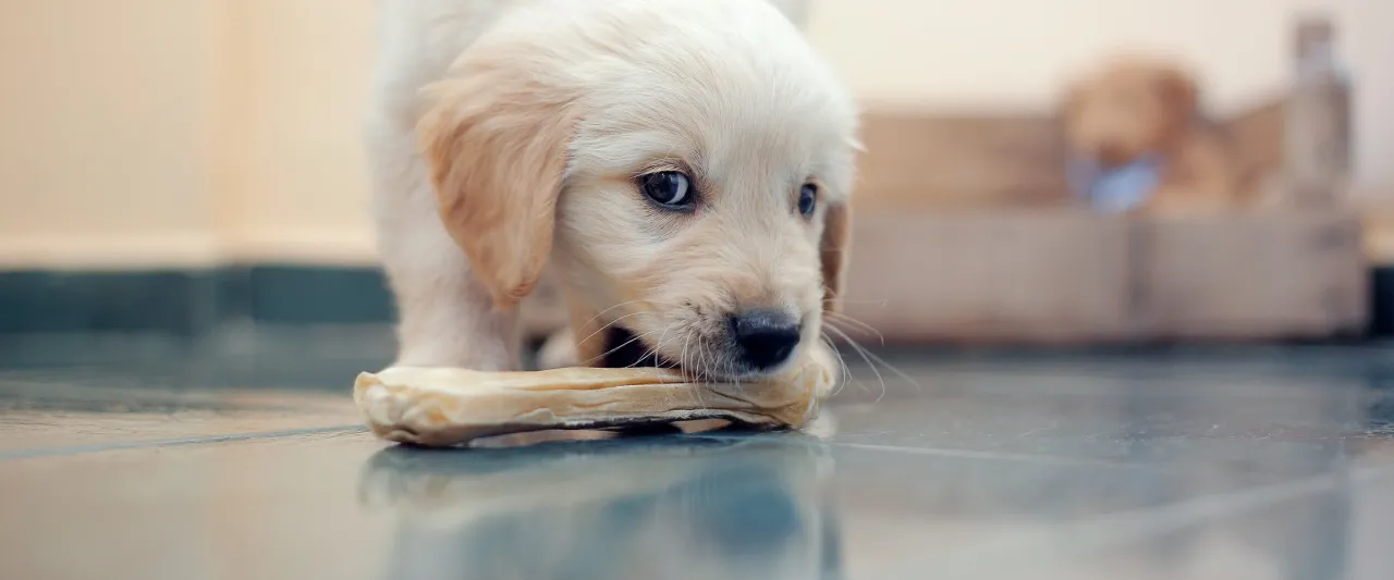 Bezpieczna przestrzeń dla szczeniaka w domu
