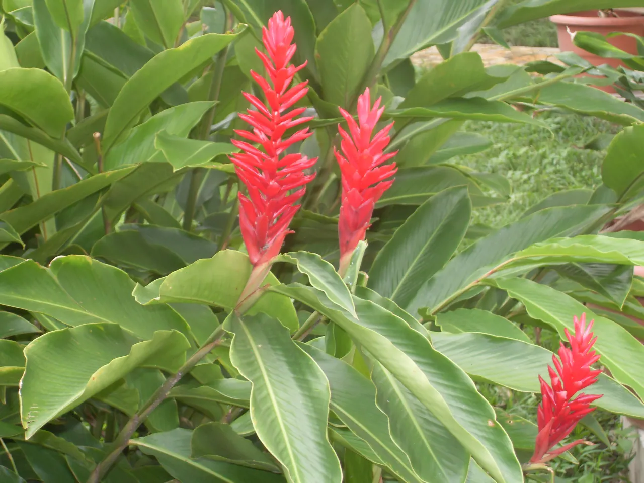 kwiaty imbiru ozdobnego Hedychium Alpinia