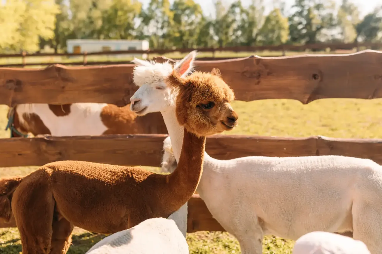 zagroda edukacyjna dzieci zwierzęta